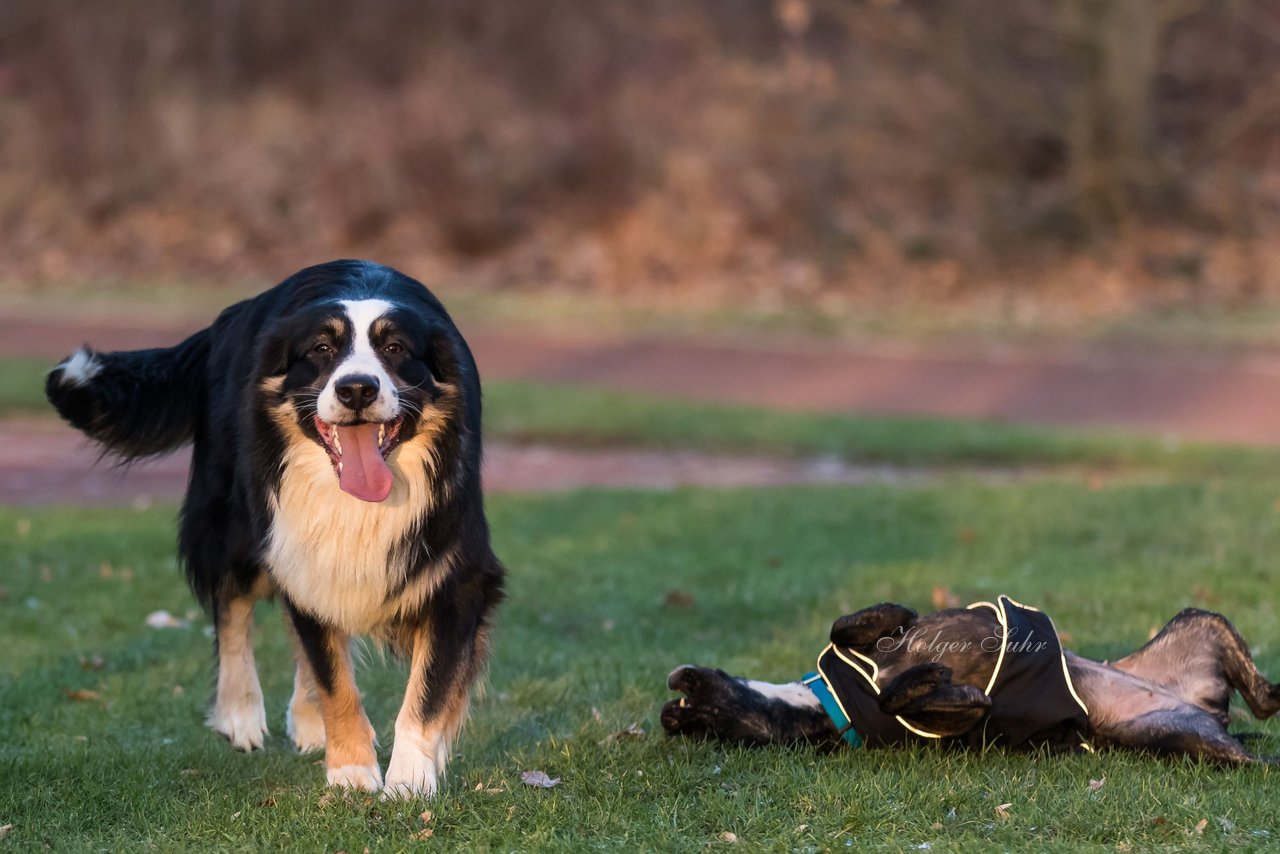 Bild 12 - Hundeshooting